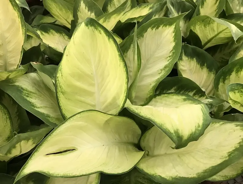 花葉萬年青養護