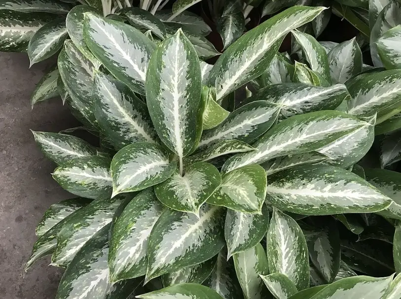 粗肋草葉子變黃